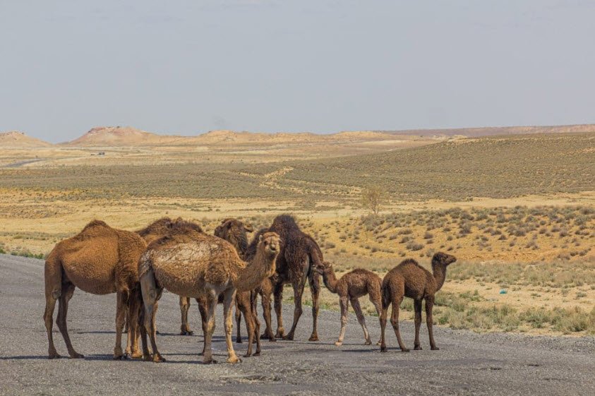 Karakum Desert, Central Turkmenistan, Turkmenistan